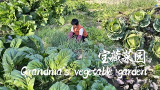 阿嬷的宝藏菜园子啥都有，摘六种时蔬，做一桌有机绿色的蔬菜宴丨grandma's vegetable garden【闽湖阿嬤FujianGrandma】