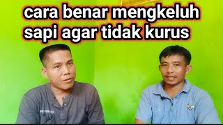 Keluh sapi