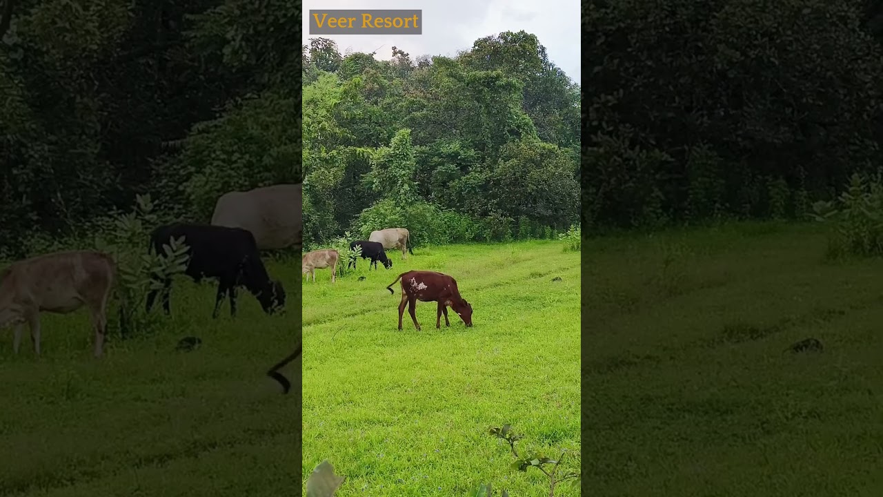 Karjat in August | Monsoon Getaway at Veer Resort | Weekend Escape from Mumbai & Pune