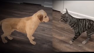 Google Live Animals(3D) using Mobile | Augmented Reality(AR) screenshot 2