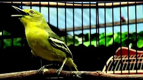 Suara burung cipoh sirtu gacor !! sirtu birahi panggil betina