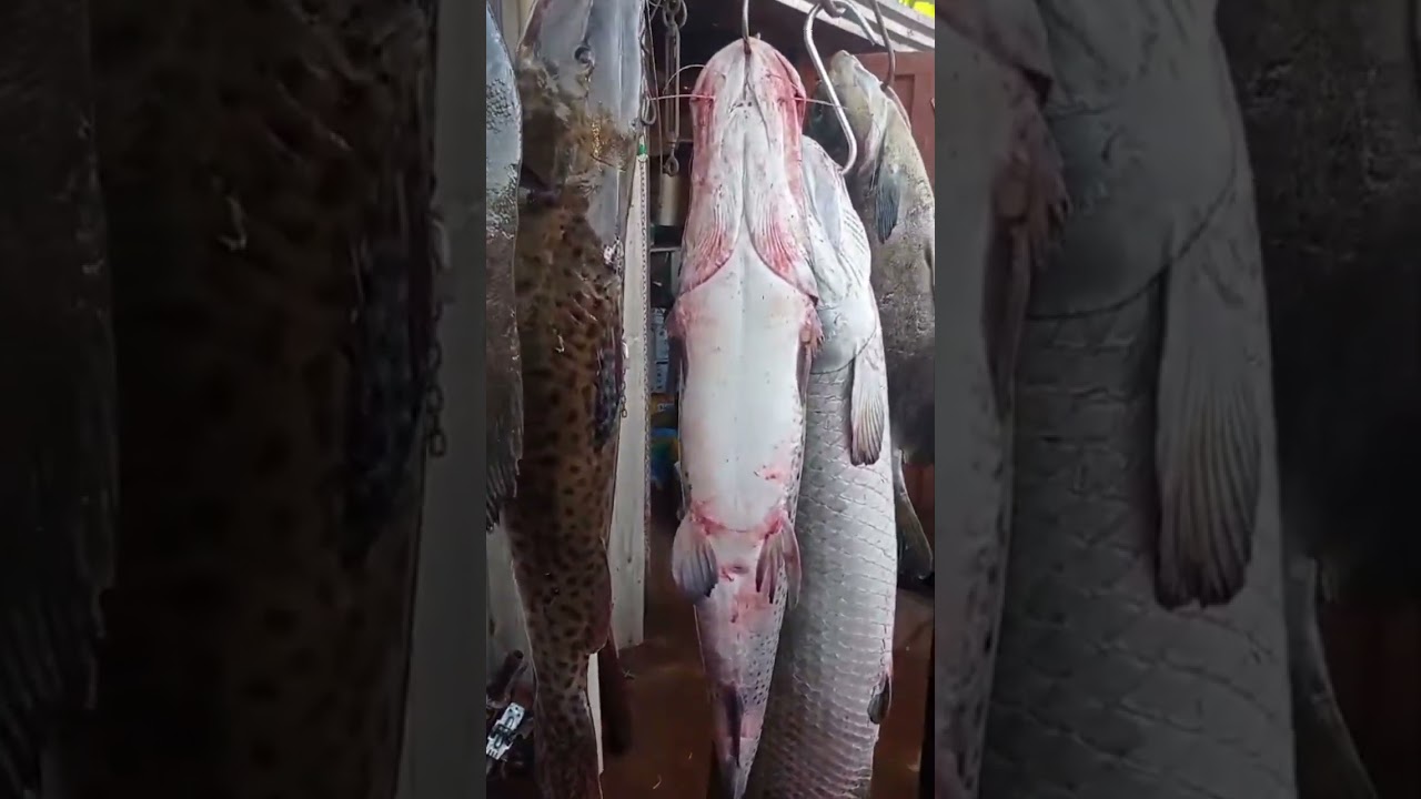 Pirarucu no Rio Grande em Guaraci SP agora ferrou com o Rio. 