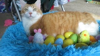 Famous Cat Sits In Easter Eggs Profile
