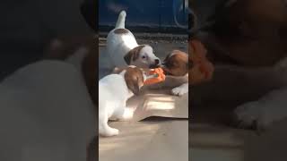 Jack Russell Terrier Jrt ....Fun Time....