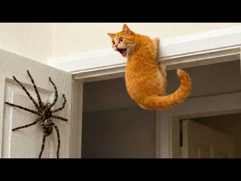 Funniest Animal Videos Ever day 2026