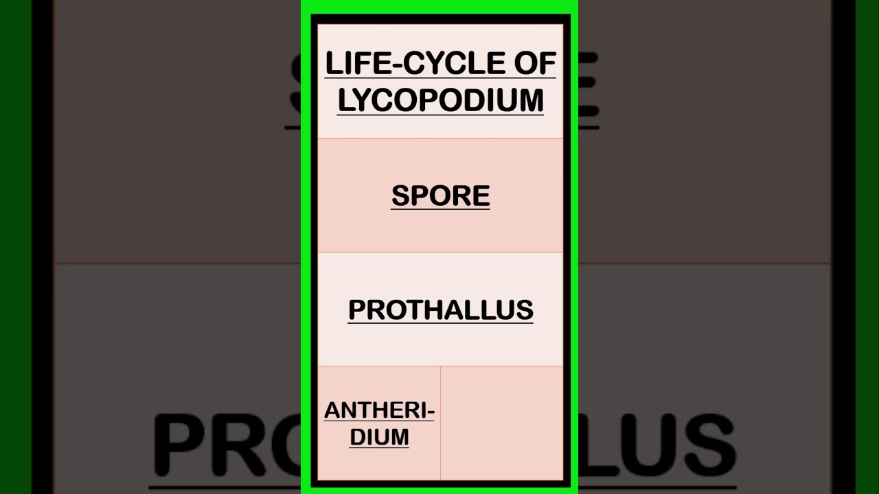 Life Cycle Of Lycopodium Sp