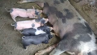porca e seus filhotes de duas semanas