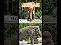 LA Zoo Elephants Crated & Taken! #shorts #shortvideo #elephants #sanctuary #zoo #news #animals