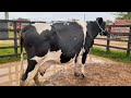 mostrar os quatro canto da feira de gado de Buíque Pernambuco 29/01/2022