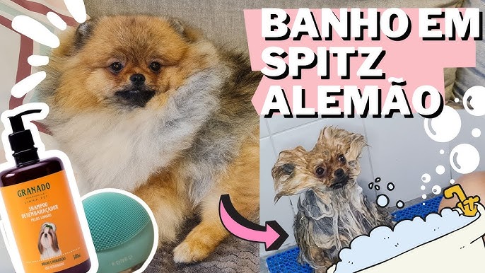 Cão Lulu da Pomerânia recusa nova dieta e vídeo engraçado é