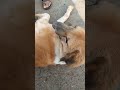 Cute Puppies... Feeding Milk 🍼🍼