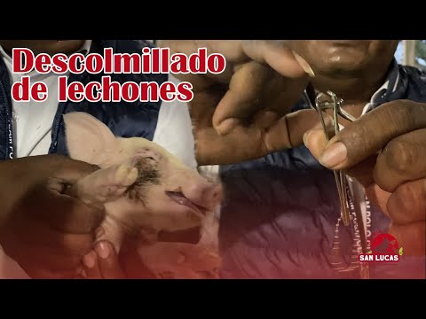 Video: ¿Las marranas tienen colmillos?