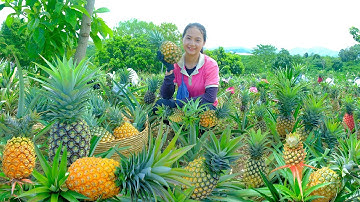 Harvest Pineapple To Sell At The Market, Daily Farm Life: Cook, Grow Vegetables, And Raise Livestock