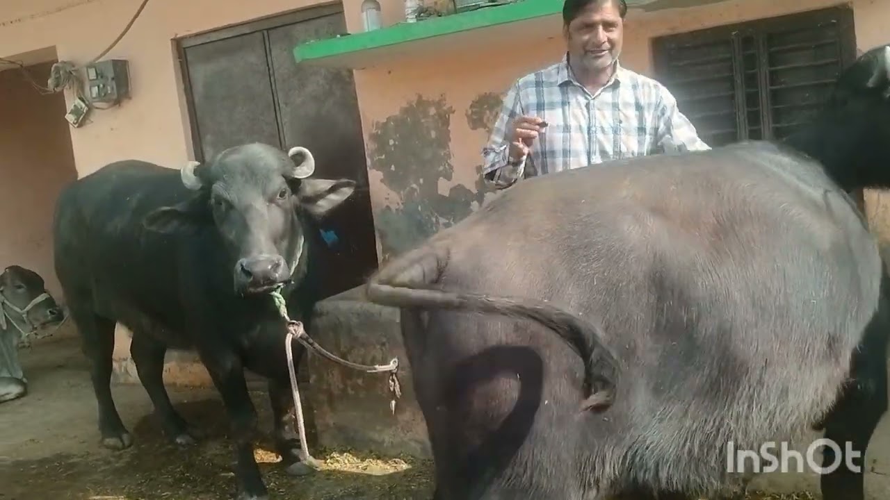 ब्रीडिंग के बेताज बादशाह सोनू खानपुर का जबरदस्त interwiew #murrah #trending video #viral video 