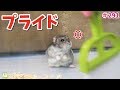 全力で掃除をさせないハムスターVS気にもしない飼い主!