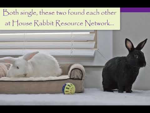 Uhura and Prague Buns of the Week