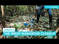 Cleaning Plastic Pollution in Kingston's Mangroves, Jamaica 🇯🇲