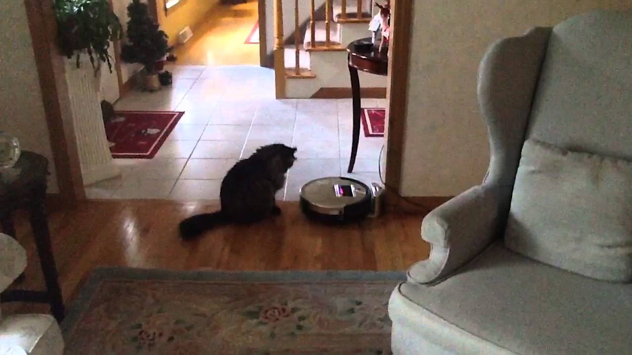 Roomba Cat Scare YouTube
