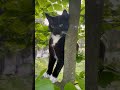Kitten loves to climb trees #cat #tree #athletic #adorable #climbing #adorable #kitten #cute
