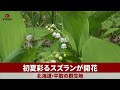 初夏彩るスズランが開花 北海道・平取の群生地