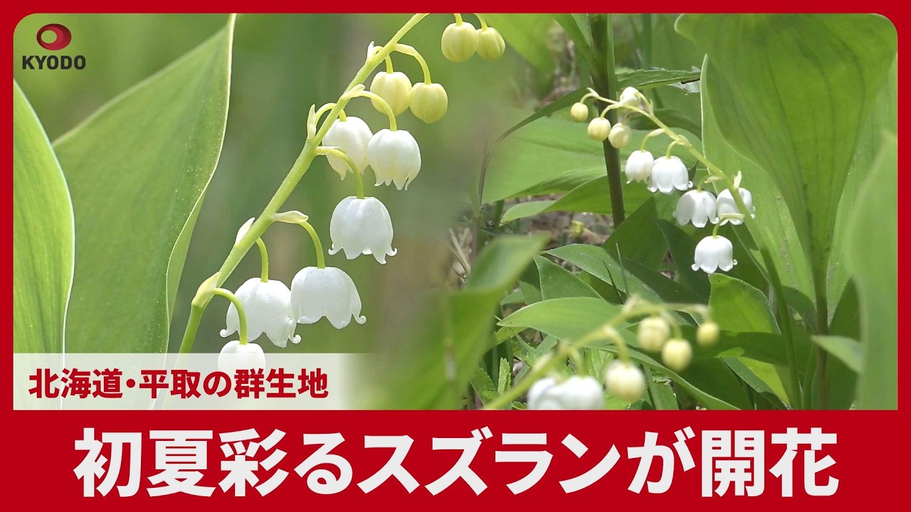 初夏彩るスズランが開花 北海道・平取の群生地|47NEWS（よんななニュース）