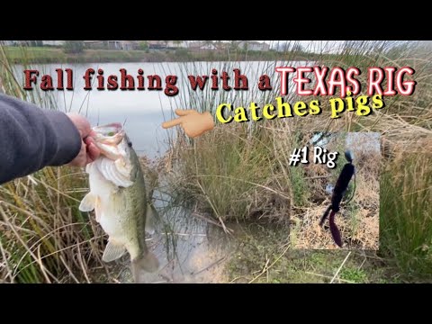 Texas Rig catches big bass all year long  fishing Sacramentos public ponds (Cooking fall time bass)