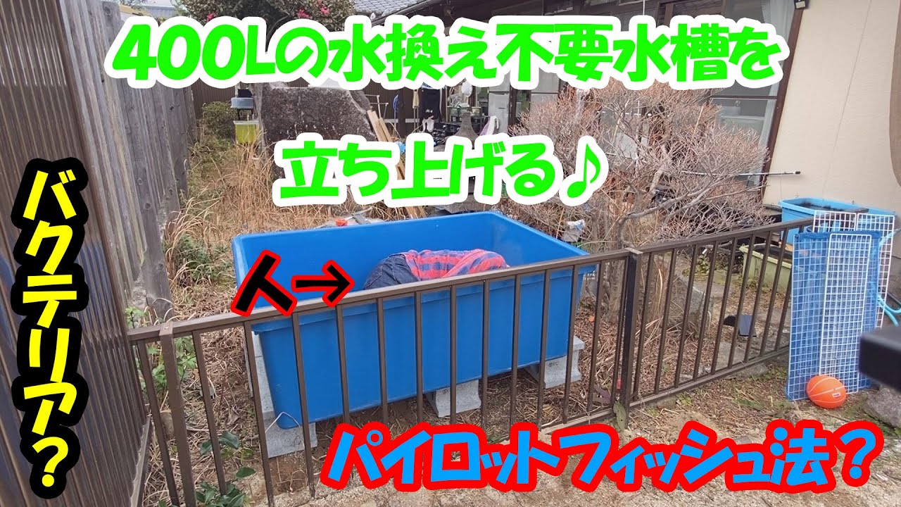400lの水換不要水槽を立ち上げる パイロットフィッシュ法 ２１ 美心めだか Youtube