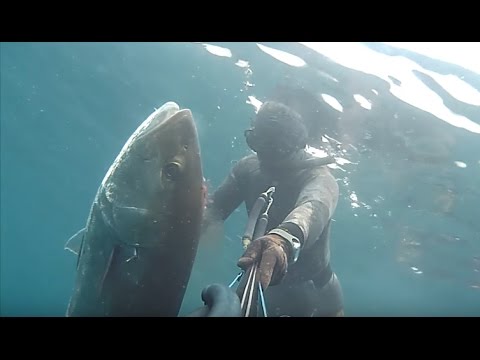 PESCA SUBACQUEA:RICCIOLA 44KG SOTTOCOSTA ADRIATICO (AMBERJACK)(SERIOLA)…by Alberto Galante
