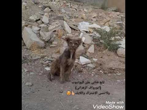 تتوقعون هذا حقيقي ولا مفبرك