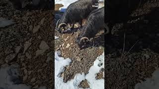 Siirt ekmekciler köyü bınerve