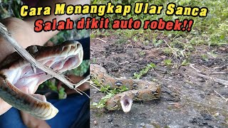 Cara menangkap ular sanca yang benar