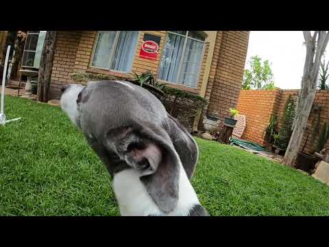 agility gopro on