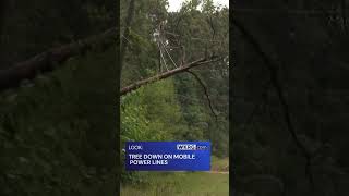 Tree down on Mobile power lines