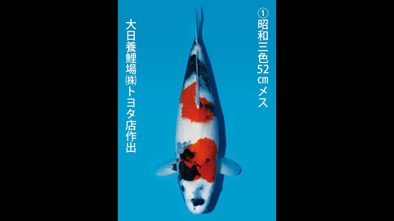 いよいよ！第6回 坂コイ・カップ 野池預かりコンテストの開催です