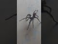 Pierini Fitness grandsons capture world's largest tarantula