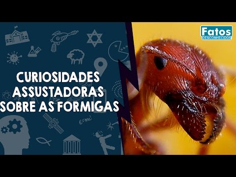 Vídeo: As formigas têm cérebro?