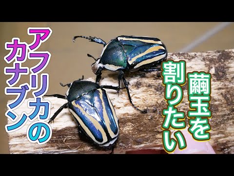 コンゴDR南部産 ポギーオオツノカナブン 褐色 81mm What came out of the cocoon ball? [Pipin AP] Dicronorhina derbyana
