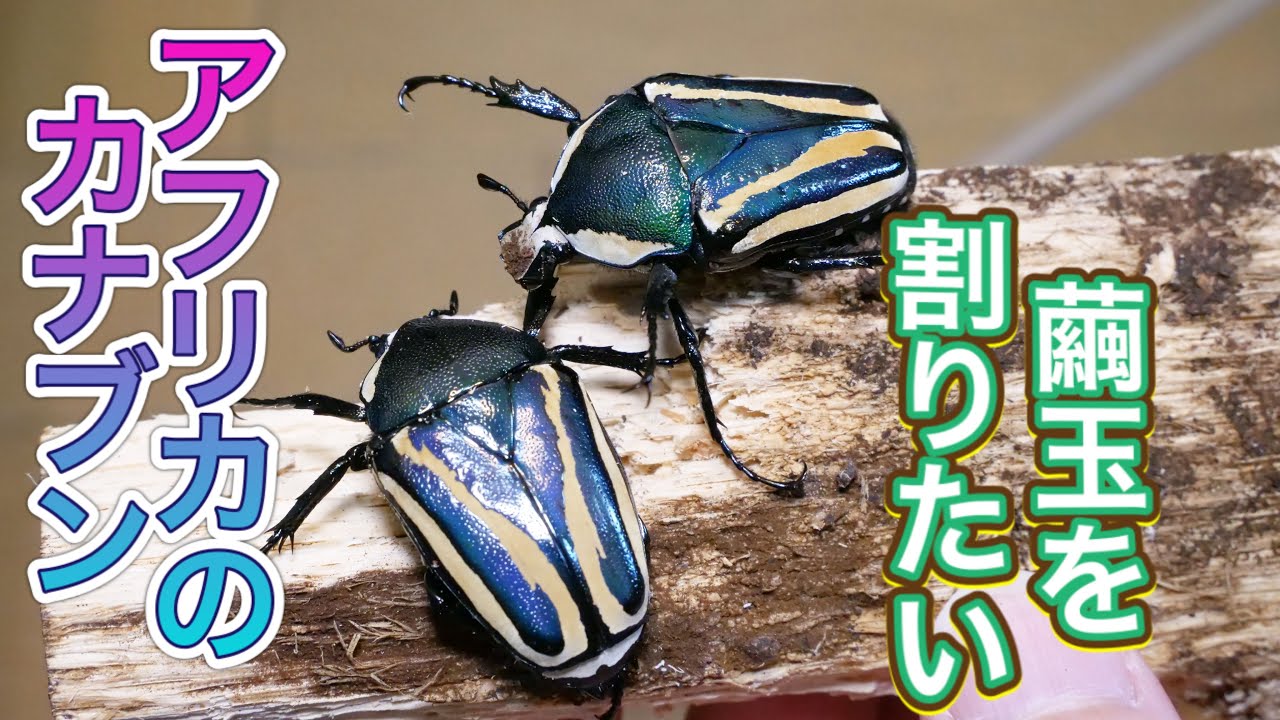 What came out of the cocoon ball? [Pipin AP] Dicronorhina derbyana
