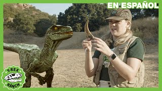 Huesos de dinosaurios | Videos de dinosaurios y juguetes para niños