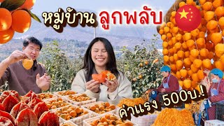 Exploring China’s Famous Dried Persimmon Village | Rural China Vlog