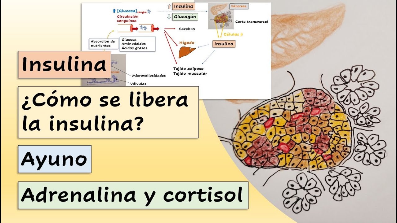 Insulina y concentración plasmática de glucosa ¿Qué ocurre durante el ayuno? Regulación hormonal