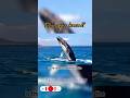 Blue whale shocking fact 😲 #shorts #viral #usa #motivation #trending #asia