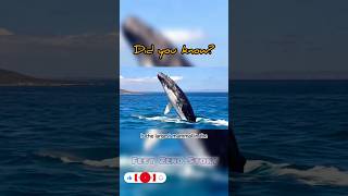 Blue whale shocking fact 😲 #shorts #viral #usa #motivation #trending #asia