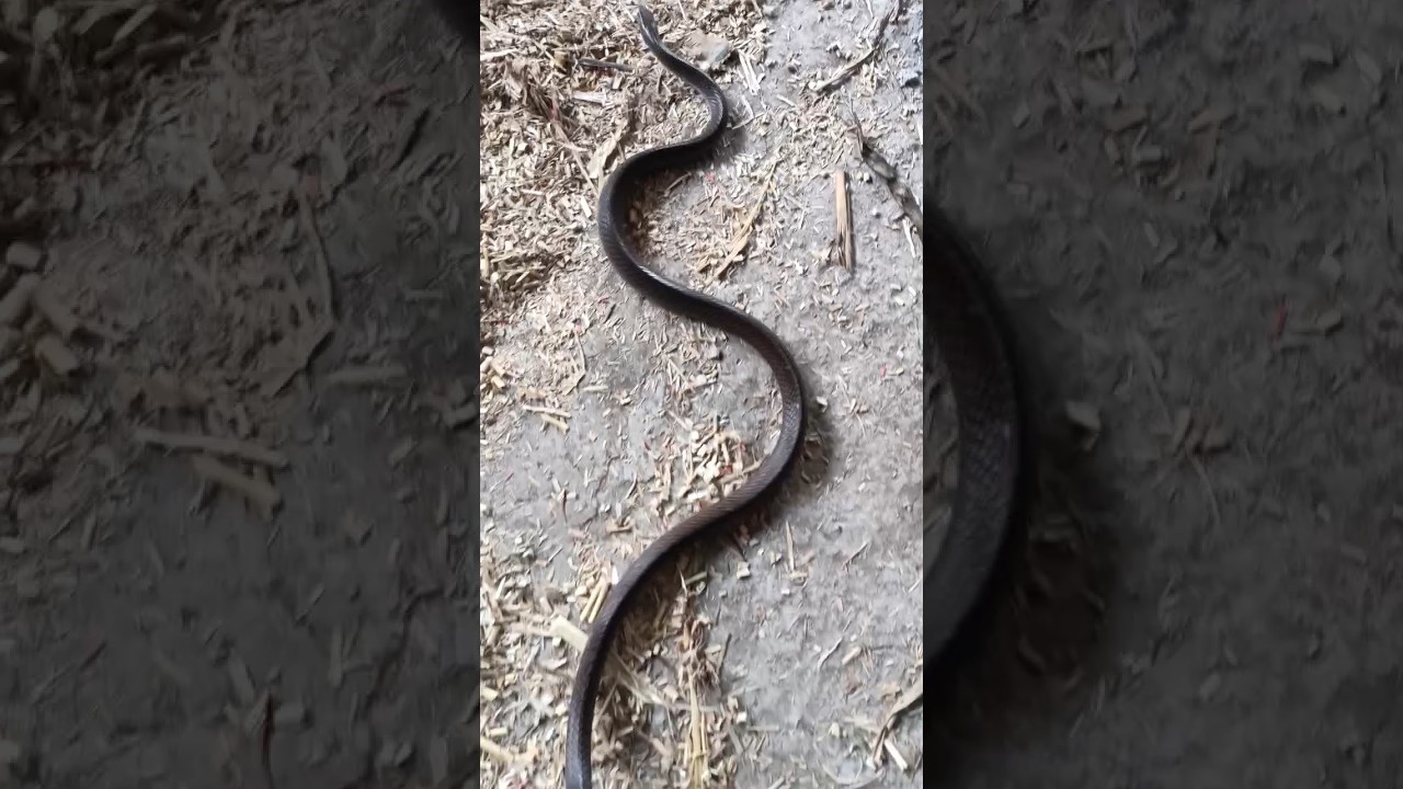 rat snake rescue 🐍......... 