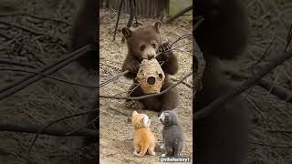 Curiosity Unleashed 🐻🐱 | The Bear, The Kittens & The Wasp Nest!