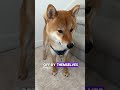 You know what? Dogs never actually see you as their master.#shorts #dog #animals