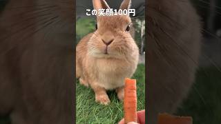 今ならこの笑顔100円！ #bunny #rabbit #shorts