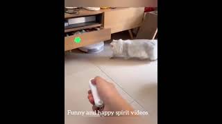 cheating cat to close drawer       #shorts #short #shortvideo #shortsvideo #viral #video #funny #fun