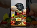 🍱 Labrador’s 5-Star Gourmet Feast! 🐾😱 #shorts #viral #puppy