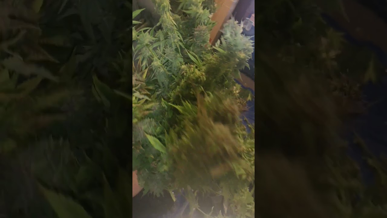 BOUQUET OF FLOWER LOL